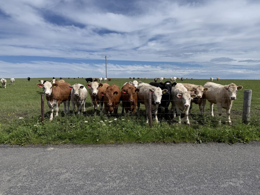 A herd of cattle gathered near the fence in a green Orkney pasture across the road
