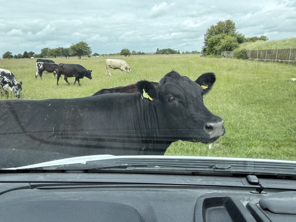 A cow grazing up close on Minchinhampton Common near Stroud