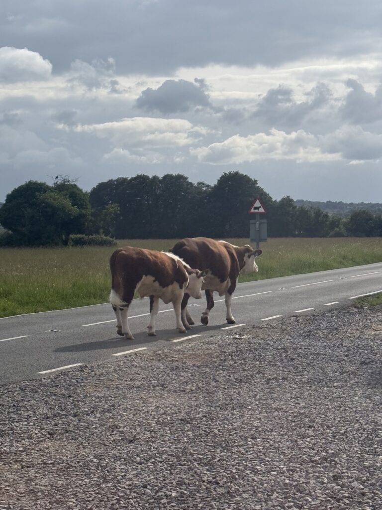Cattle resting on the open common, running the show