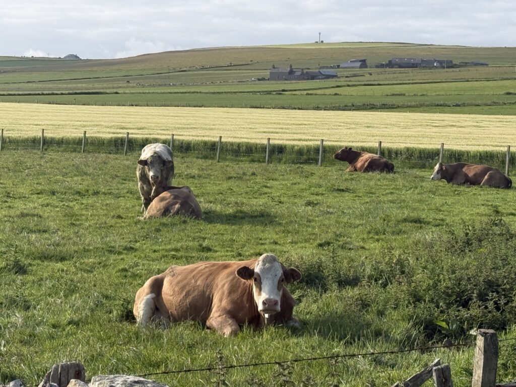 Walden parked beside the dunes at an Orkney beach