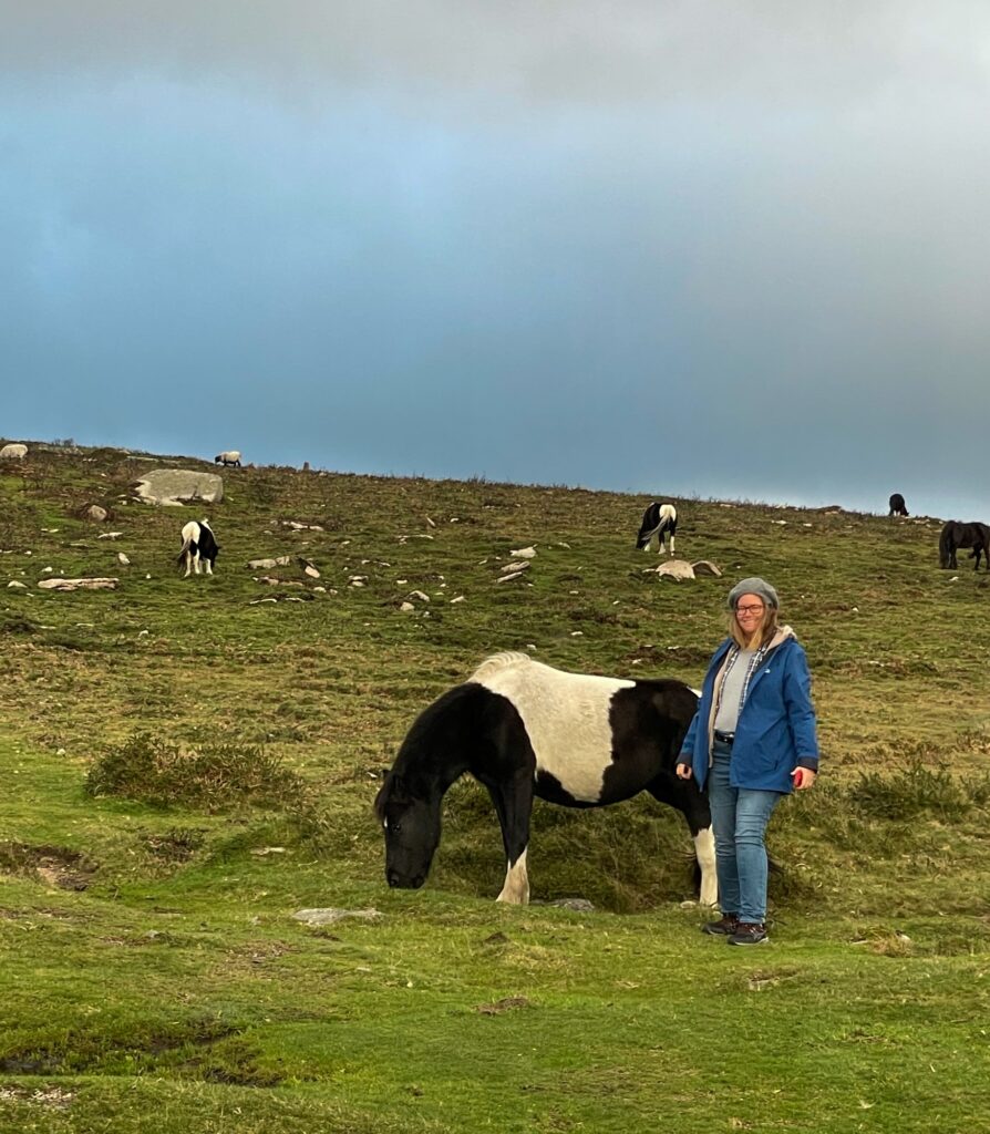Semi-wild Dartmoor ponies grazing on the moor