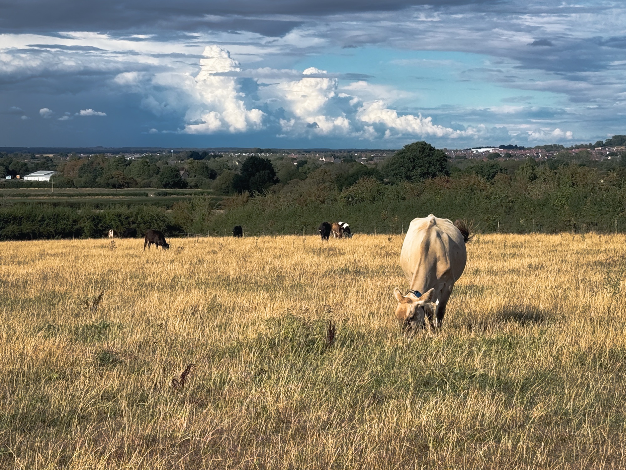 Our Version of the Cotswolds